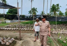 Wakil Bupati Natuna Tinjau  Bibit Kelapa Unggul Dongkrak Produktivitas Petani