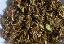 Resep Simple Sambal Petai Ikan Teri Ala Umma EL, Bikin Boros Nasi
