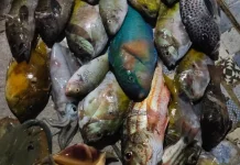 Warga Ranai Berhasil Dapatkan Beragam Hasil Laut saat Menyuloh Malam Hari