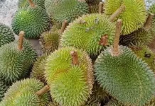 Kandungan Gizi Durian Cukup Lengkap
