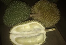 Cara Memilih Durian yang Bagus dan Berkualitas