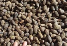 Harga Buah Kembang Semangkok Tembus Rp180 Ribu per Kilogram
