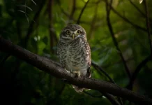 Mengenal Hari Kesadaran Burung Hantu Internasional Setiap 4 Agustus