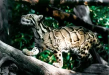 Hari Macan Dahan Internasional Setiap 4 Agustus, Simak Sejarahnya
