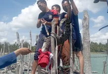 Damkar Natuna Evakuasi Buaya Demi Keselamatan Warga