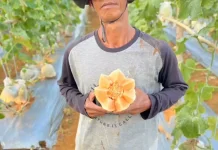 Desa Harapan Jaya Kembangkan Budidaya Melon Premium
