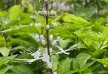 Ketahui Berikut Manfaat Daun Kumis Kucing untuk Kesehatan