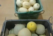 Petani Desa Harapan Jaya Panen Melon Premium
