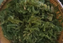 Mengenal Deretan Vitamin dalam Anggur Laut dan Manfaatnya bagi Kesehatan