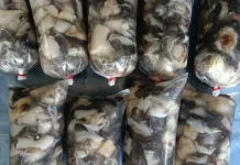Resep Tumis Kerang Pasek Pedas Gurih ala Vira Khas Natuna