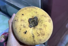 Mentega, Buah Langka yang Kaya Antioksidan