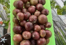 Buah Rukam, Tanaman Langka Berkhasiat Obat dan Kaya Manfaat