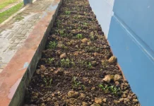 Kantor Camat Bunguran Batubi Manfaatkan Lahan Kosong untuk Tanam Kangkung