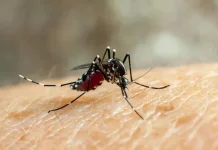 Ciri-ciri Chikungunya yang Perlu Diwaspadai
