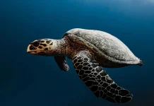 Seberapa Jauh Penyu Bisa Berenang?