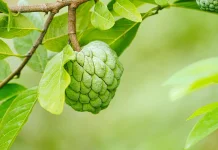 Manfaat Mengkonsumsi Buah Srikaya