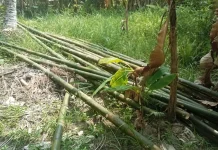 Melimpahnya Bambu, Sumber Cuan kalau Kita Kreatif