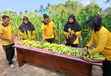 Polsek Bunguran Timur Panen Jagung