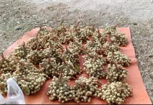 Mengenal Buah Nilap, Si Mungil Mirip Lengkeng dari Natuna