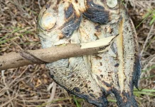 Ikan Asin Bakar