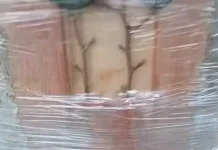 Cara Okulasi Perpendek Waktu Berbuah pada Durian