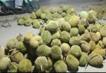 Durian Banjir, Harga Anjlok Drastis Kini Rp10 Ribu Satu Buah