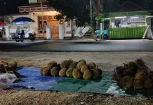Harga Durian di Ranai Turun, Buah Raja Kini Lebih Ramah di Kantong