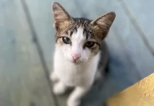 Tips Merawat Kucing di Rumah