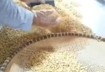 Tempe Adara Bertahan di tengah Persaingan Lauk