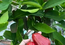 Jambu Citra, Buah Jumbo Manis yang Mulai Digemari Masyarakat