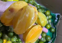 Belimbing, Buah Tropis yang Kaya Manfaat Kesehatan