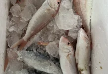 Tips Menympan Ikan agar Tetap Segar dan Tidak Cepat Busuk