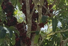 Belimbing Besi,Buah Khas Natuna