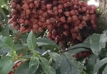 Manisan Kulit Belimbing Besi