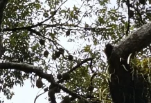 Pohon Durian Kampung Usia Ratusan Tahun