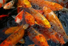 Enam Keajaiban Menakjubkan Ikan Mas Bagi Kesehatan