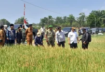 Wagub Kepri Panen Padi di Bunguran Batubi