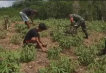 Babinsa Selemam Dorong Petani Tingkatkan Produksi Ubi Kayu