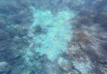 LPSPD Natuna Nilai Kerusakan Lingkungan di Senua kian Parah