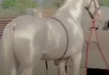 Mengenal Kuda Akhal-Teke dari Turkmenistan