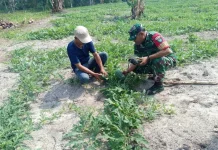 Babinsa Serasan Pantau Kebun Semangka Bumdes Jermalik