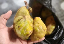 Mengenal Buah ''Jambu Asok'', Si Asam Manis yang Kaya Vitamin C
