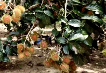 Rambutan Tak Sekadar Manis, Ini Manfaatnya bagi Kesehatan Tubuh