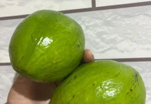 Tips Memilih Alpukat Alpukat Matang Sempurna, Jangan Salah Petik Lagi!