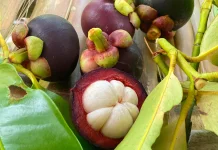 Manggis Buah Tropis Kaya Nutrisi