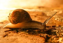 Fakta Menarik Tentang Siput