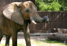 Fakta Menarik Tentang Hewan Gajah