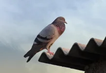 Burung Merpati, Sahabat Manusia yang Punya Kemampuan Istimewa