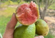 Khasiat di Balik Jambu Biji Merah