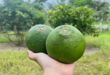 Jeruk Madu dan Ragam Manfaatnya